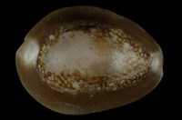 藏品(雪山寶螺)的圖片